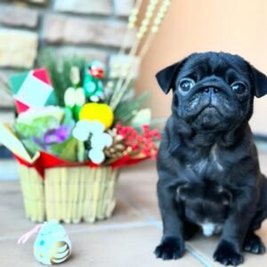 Pug