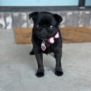Onyx