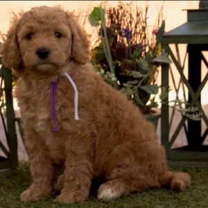 Cavapoo