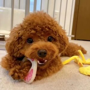 Poodle