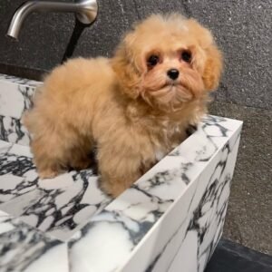 Maltipoo