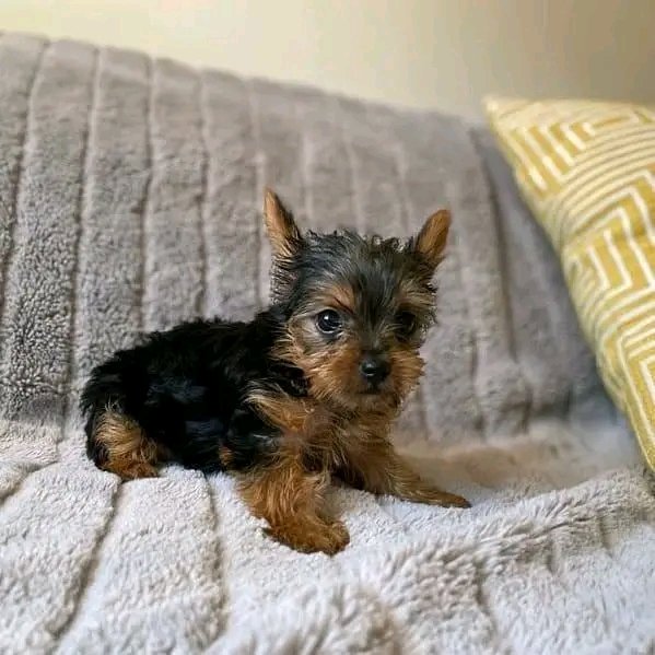 Eclipse - Image 3