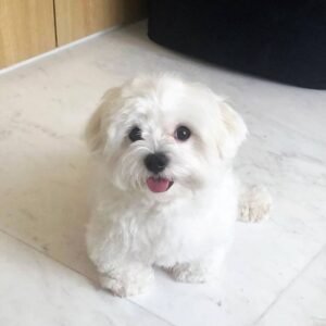 Sweetie
