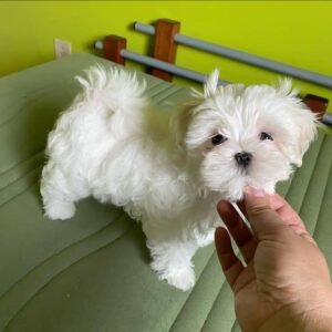 Abby