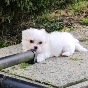 Maltese