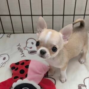 Chihuahua