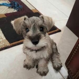 Schnauzer