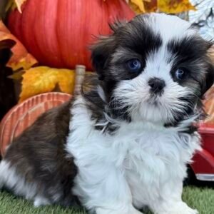 Shih Tzu