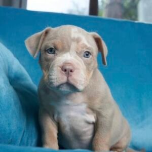 Pit bull