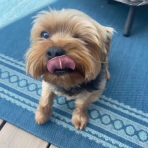 Gizmo