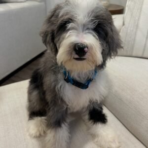 Available for adoption